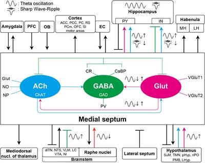 The Medial Septum as a Potential Target for Treating Brain Disorders Associated With Oscillopathies